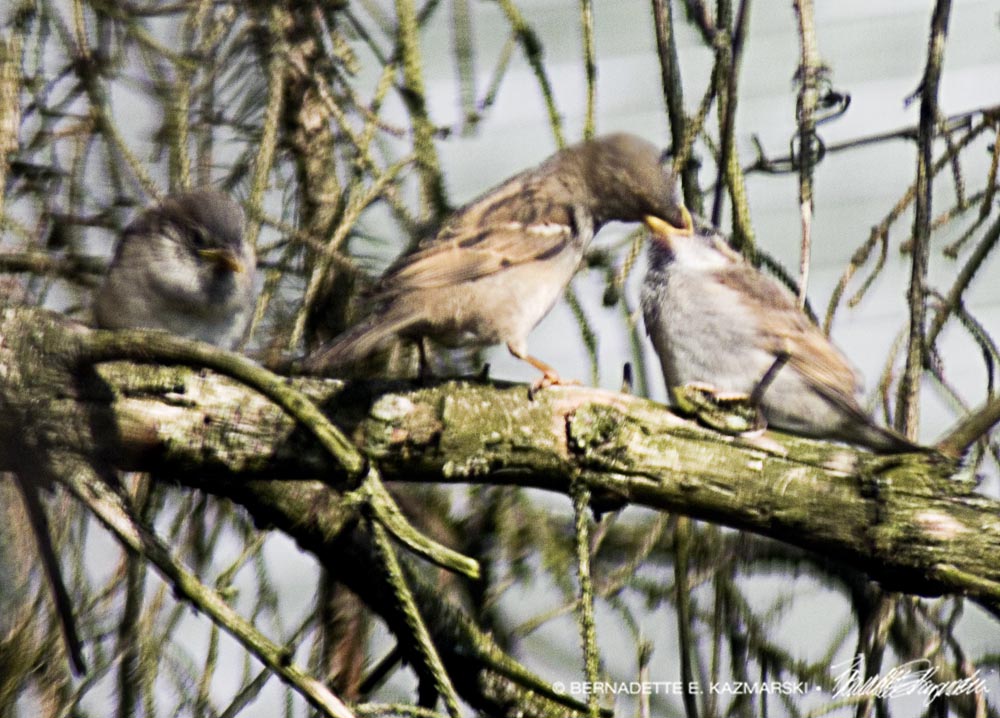 mother sparrow feeding babies on brancj