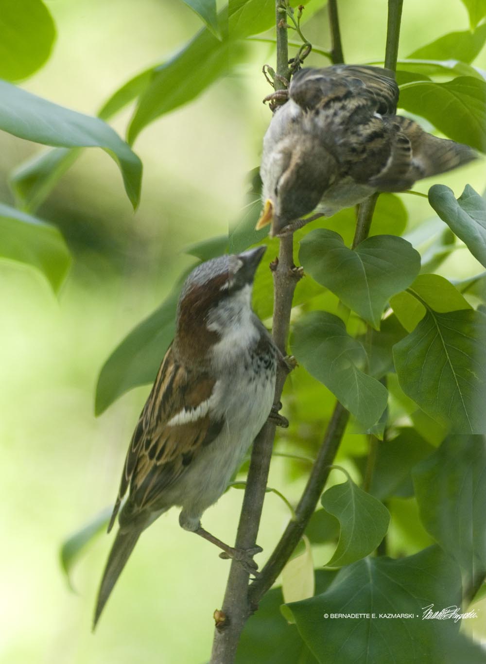 sparrow feeding