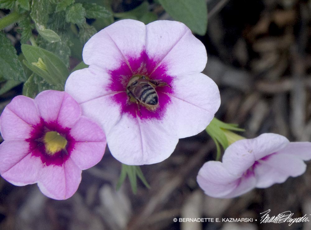 bee in petunia