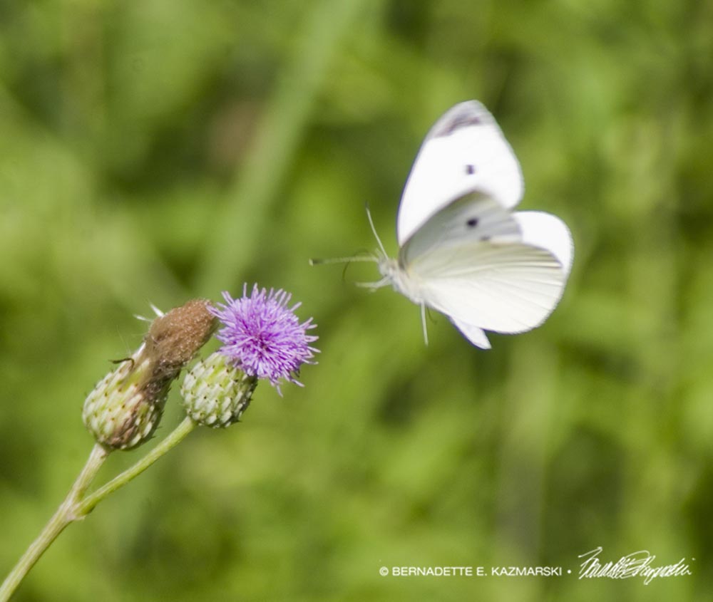 cabbage white butterfly with knapweed