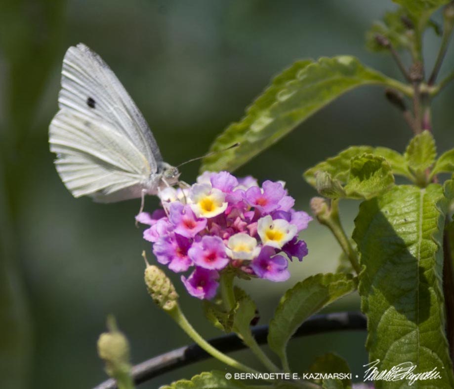 cabbage butterfly on verbena