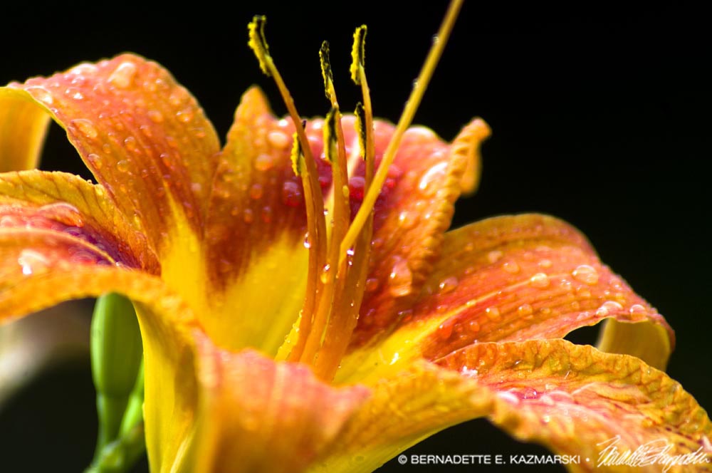 daylily with raindrops