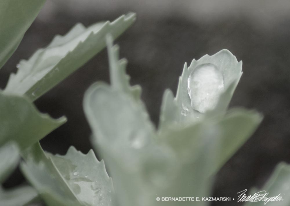 water droplet on leaf