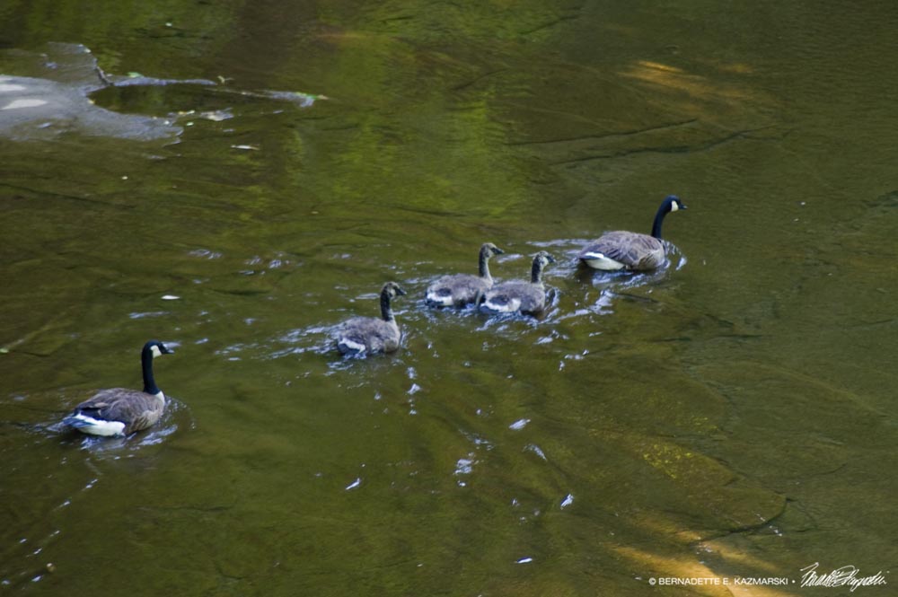 geese in shallow water