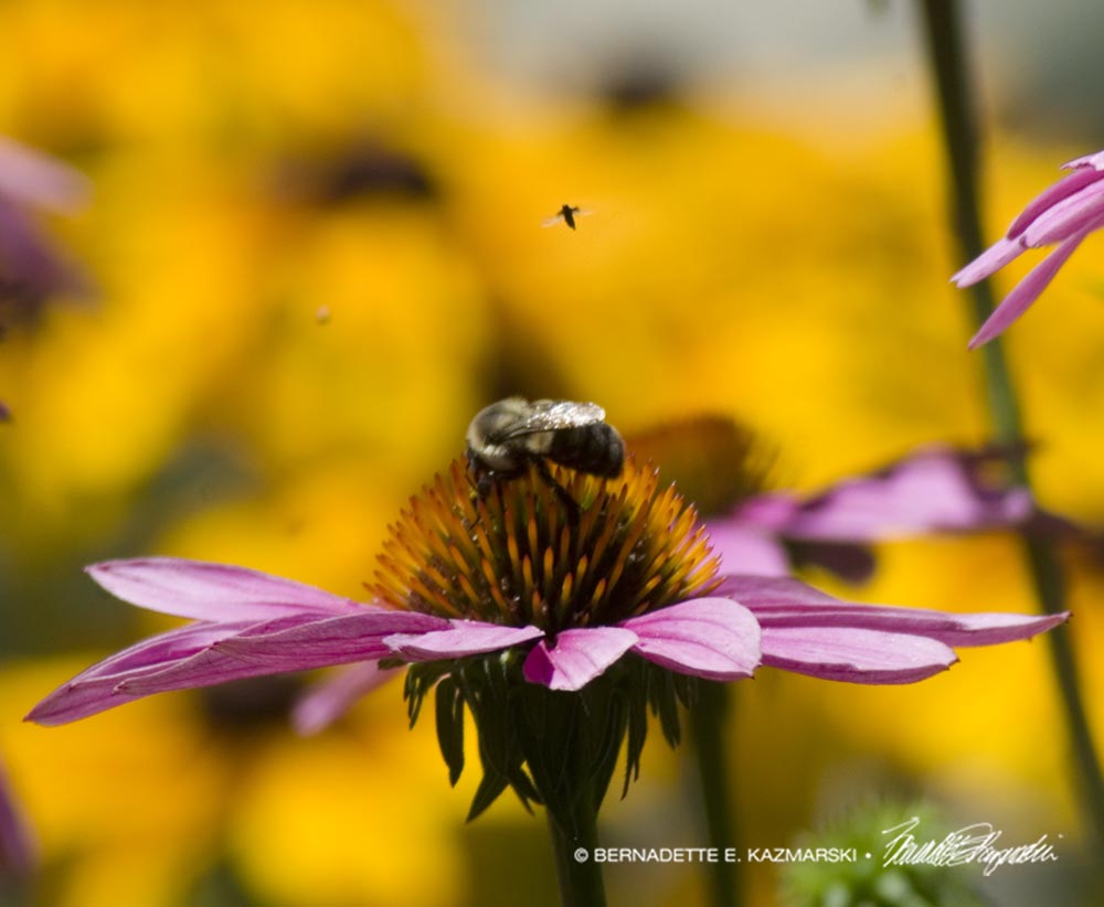 bees on echinacea