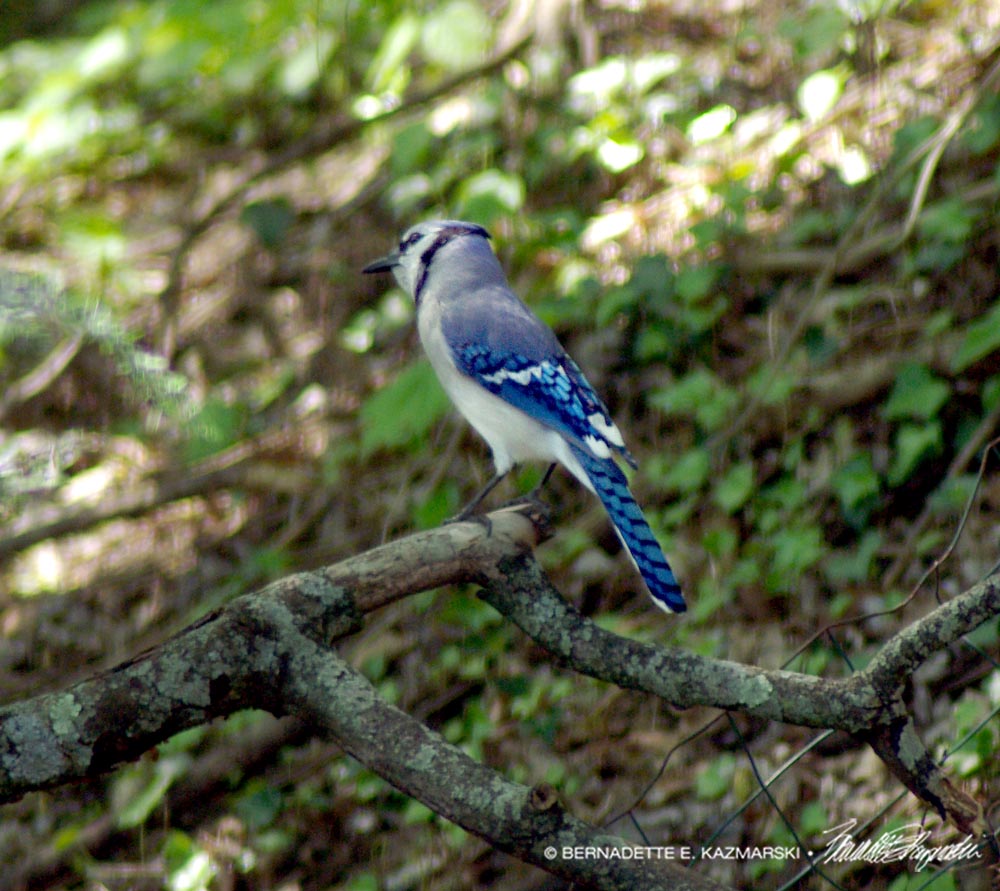 blue jay