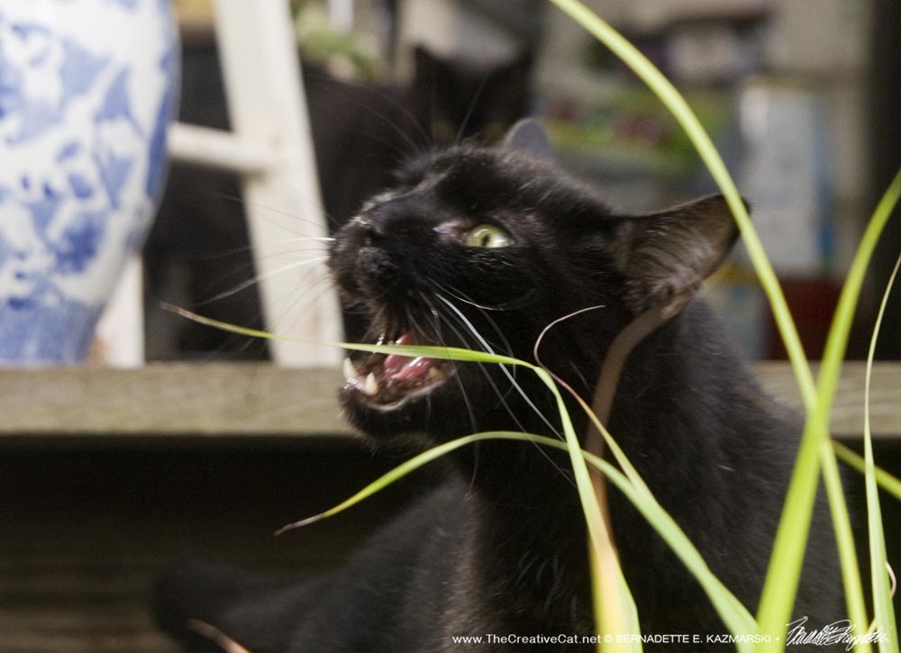 black cat eating lemongrass