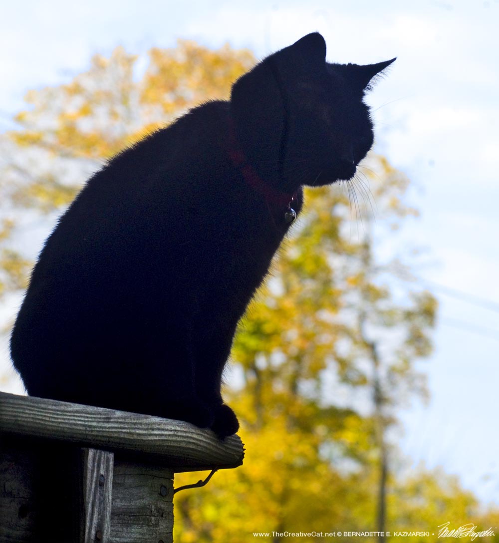 black cat on deck railing
