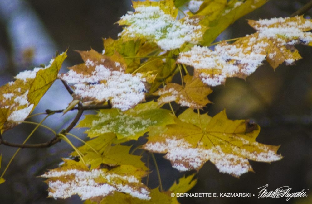 snow on yellow leaves
