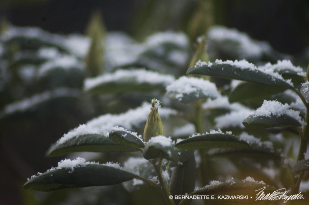 snow on rhododendrom buds