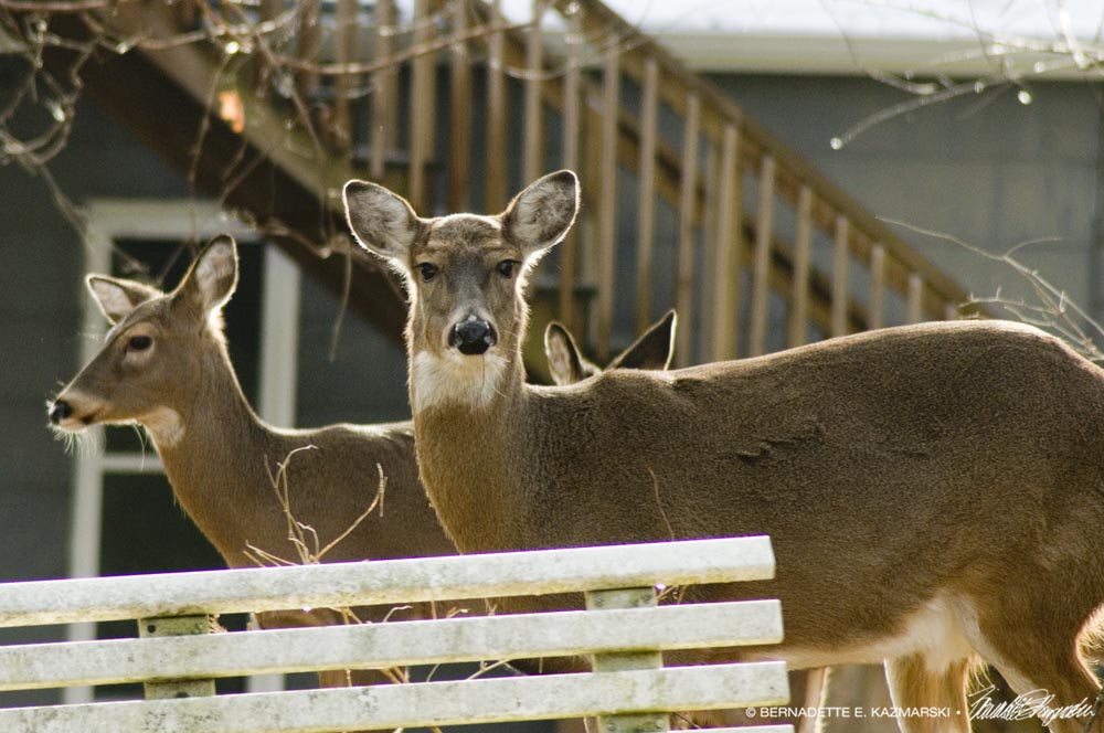three deer in the back yard