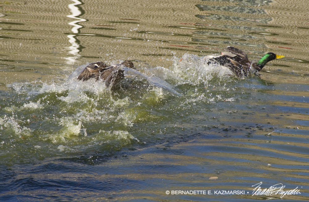 ducks chasing