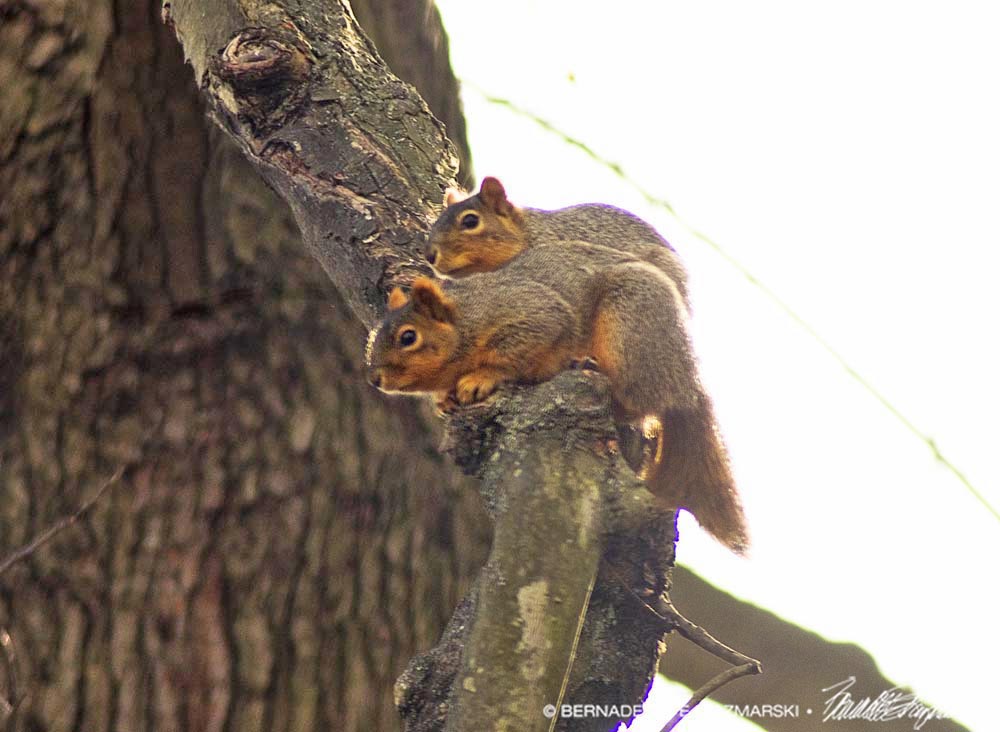 two squirrels in tree
