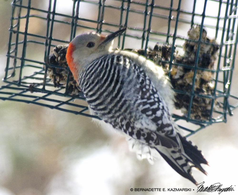 flicker