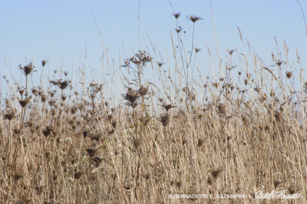 dried grasses and wildflowers