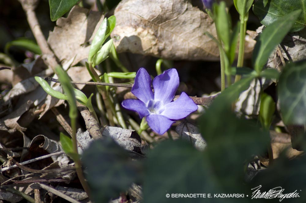 periwinkle flower
