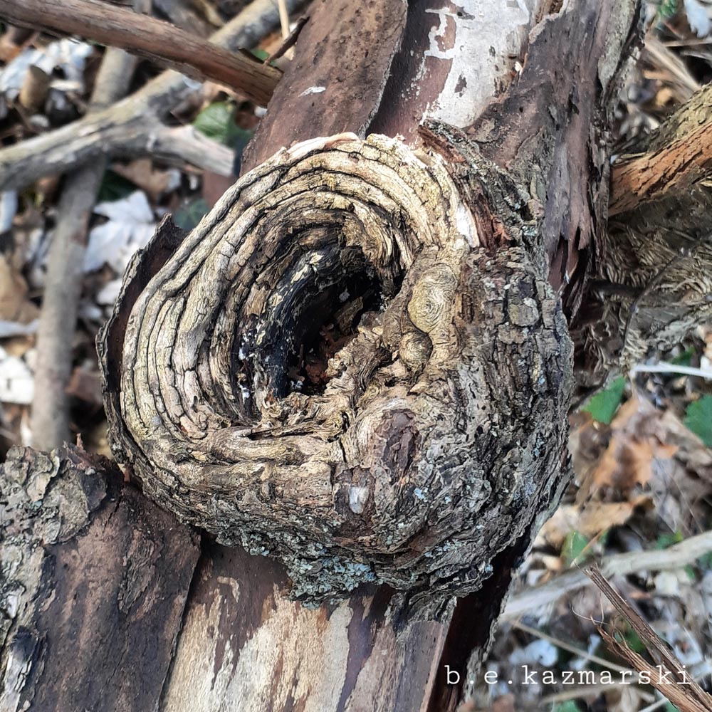 knot on tree branch