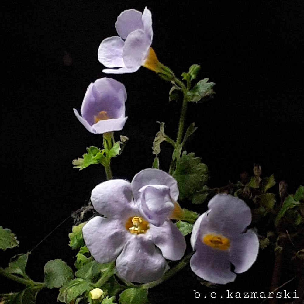 blue bacopa