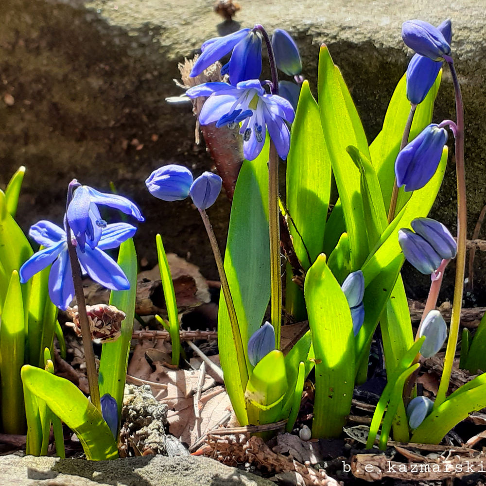 siberian squills