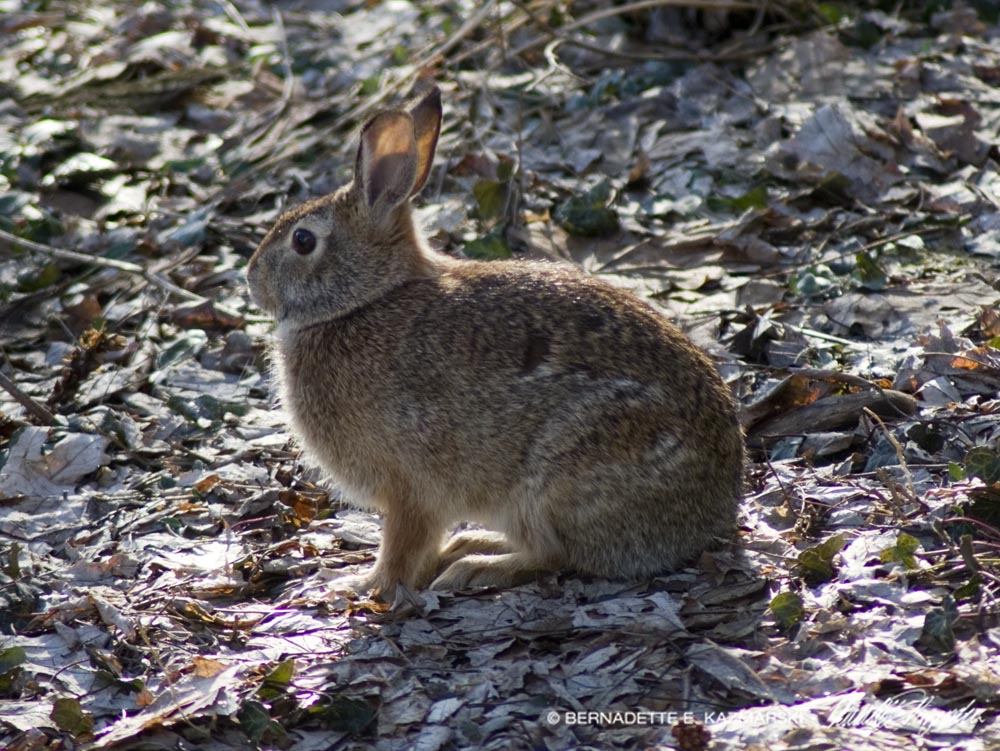 cottontail rabbit