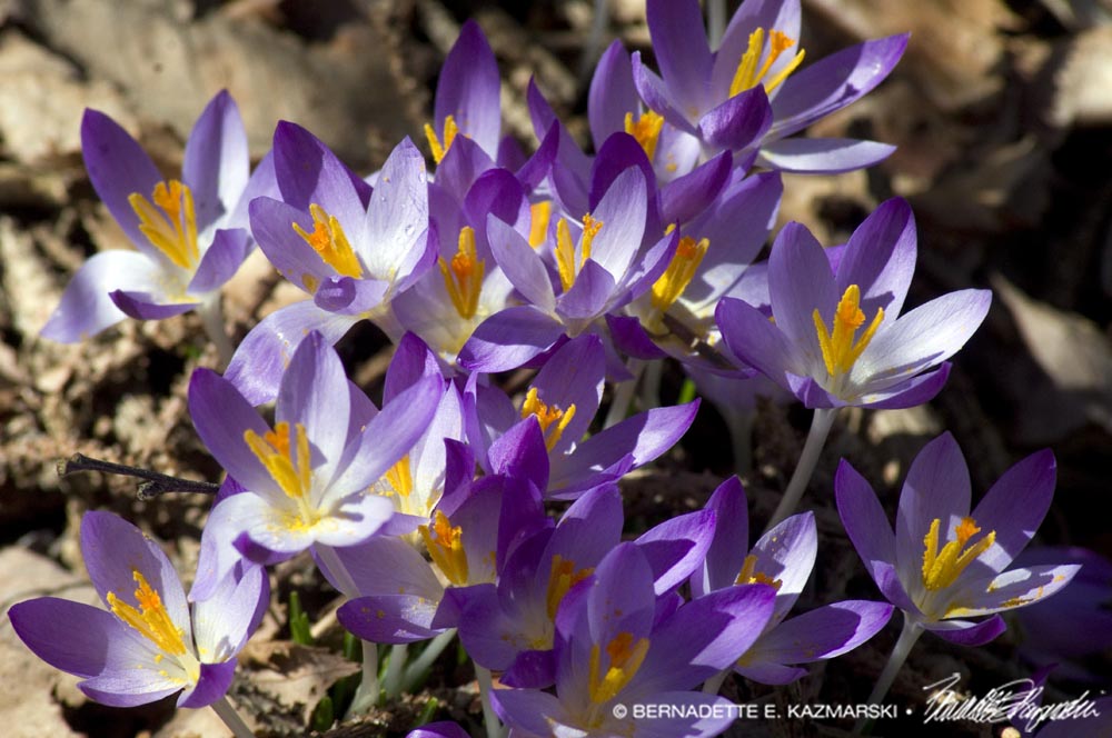 Purple Crocuses