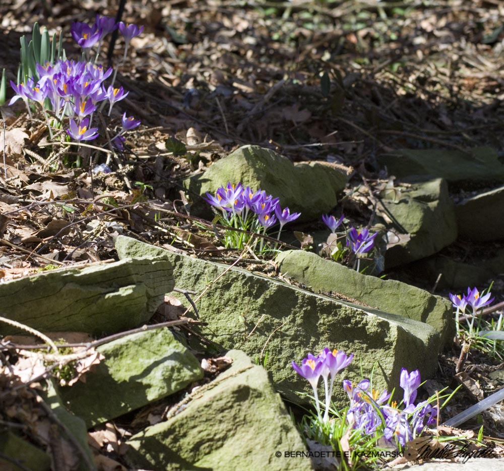 crocuses