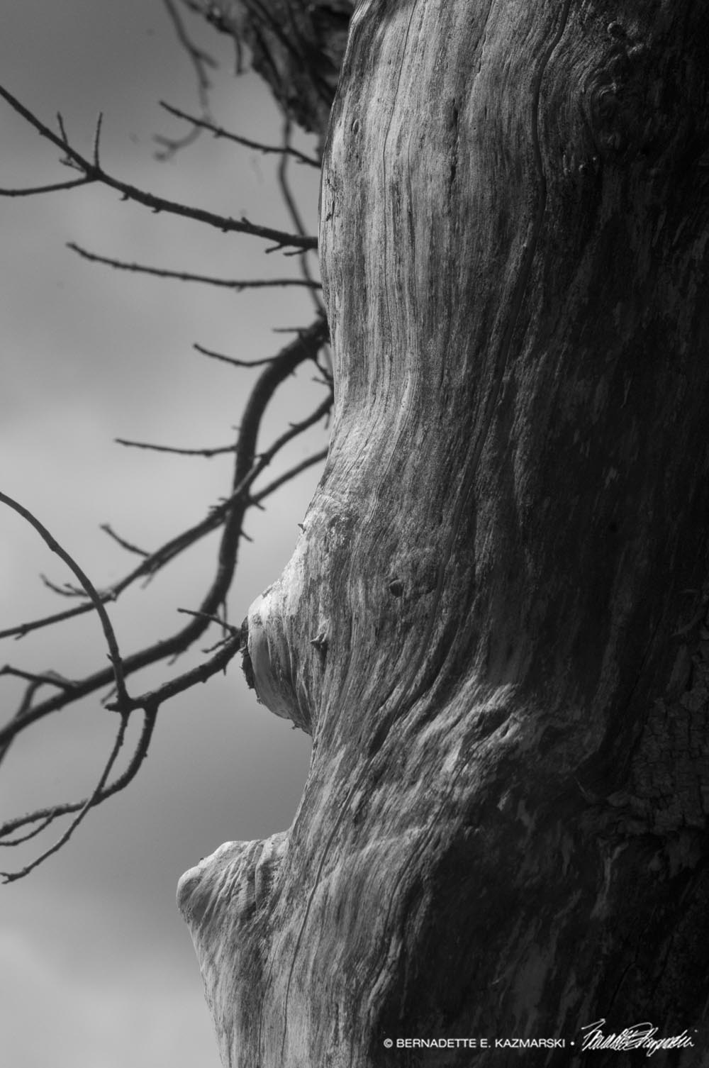 bare tree black and white