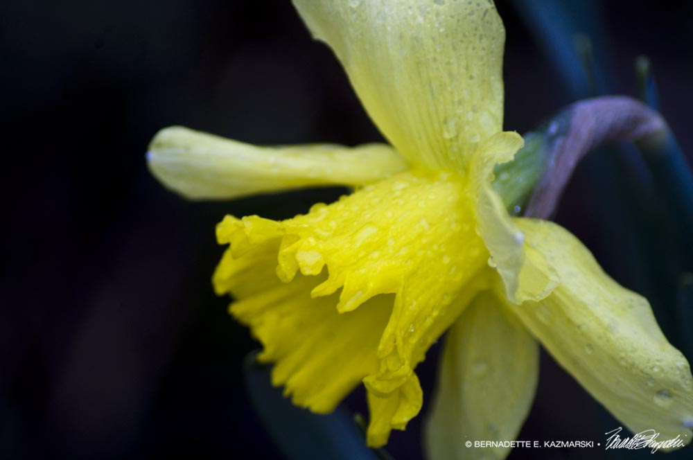 daffodil with raindrops