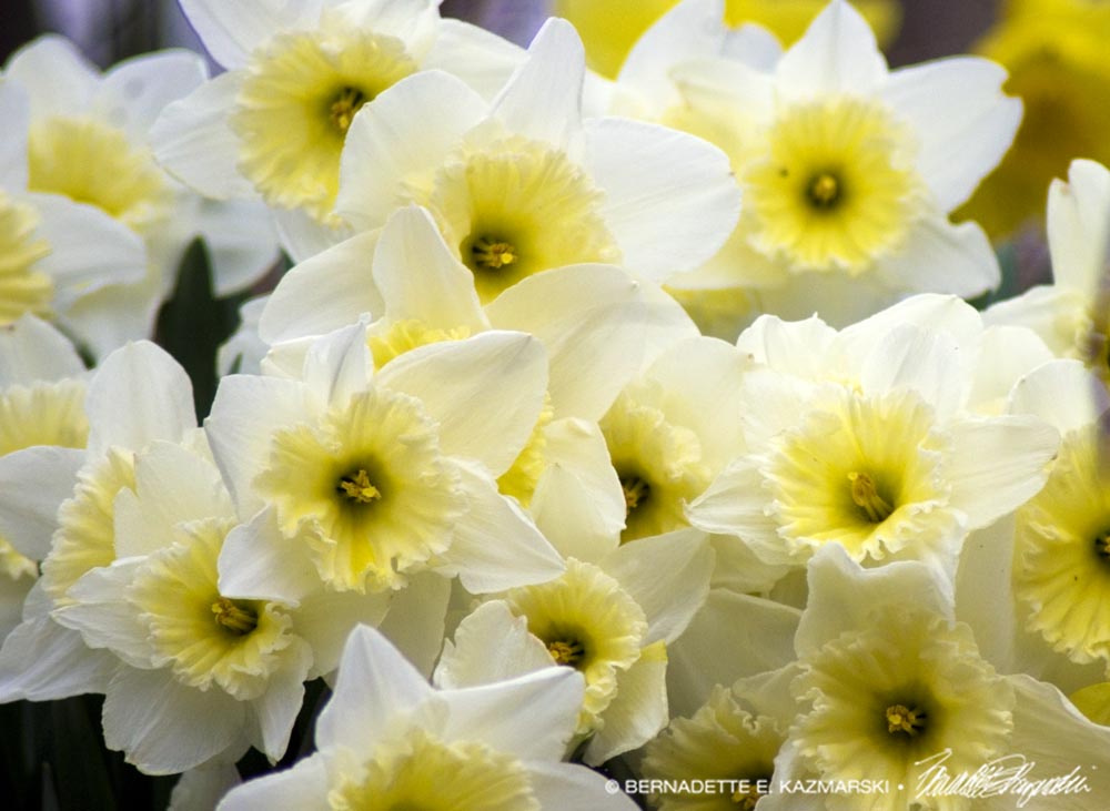 white and yellow daffodils