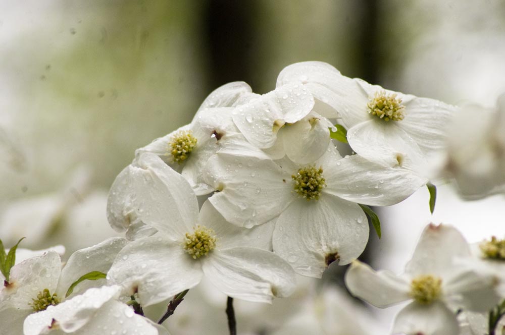 dogwood blossoms rain