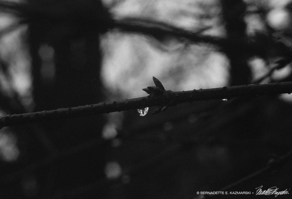 black and white photo