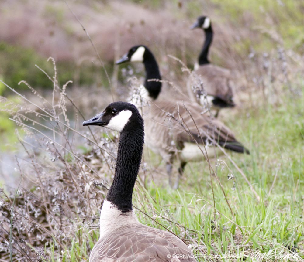 canada geese at creek