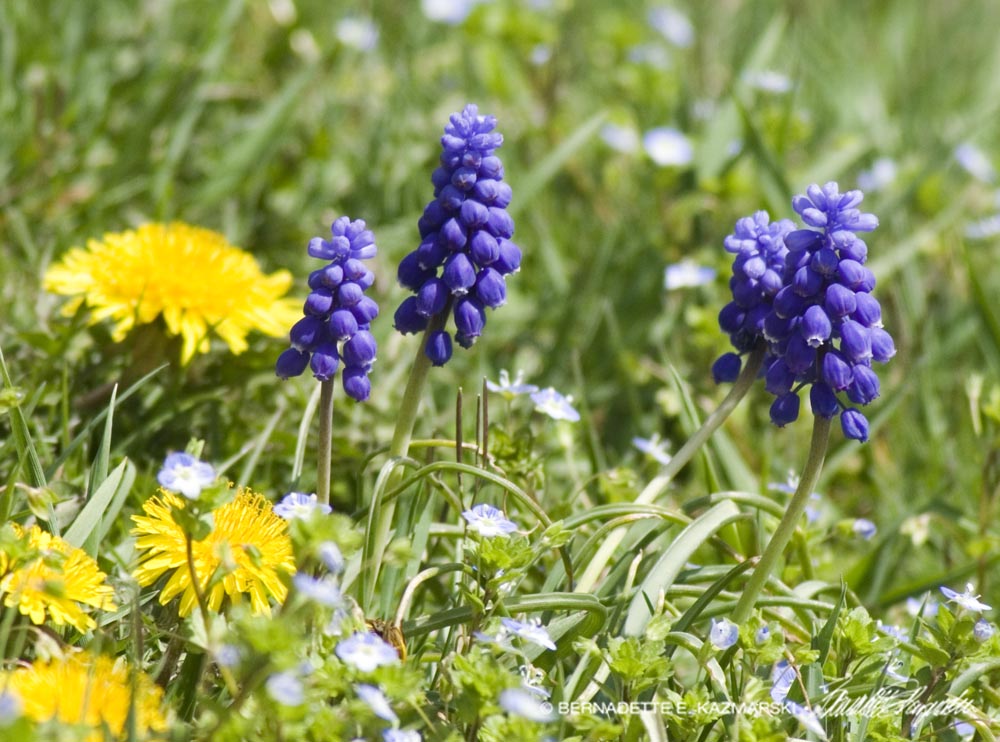 Spring Scene