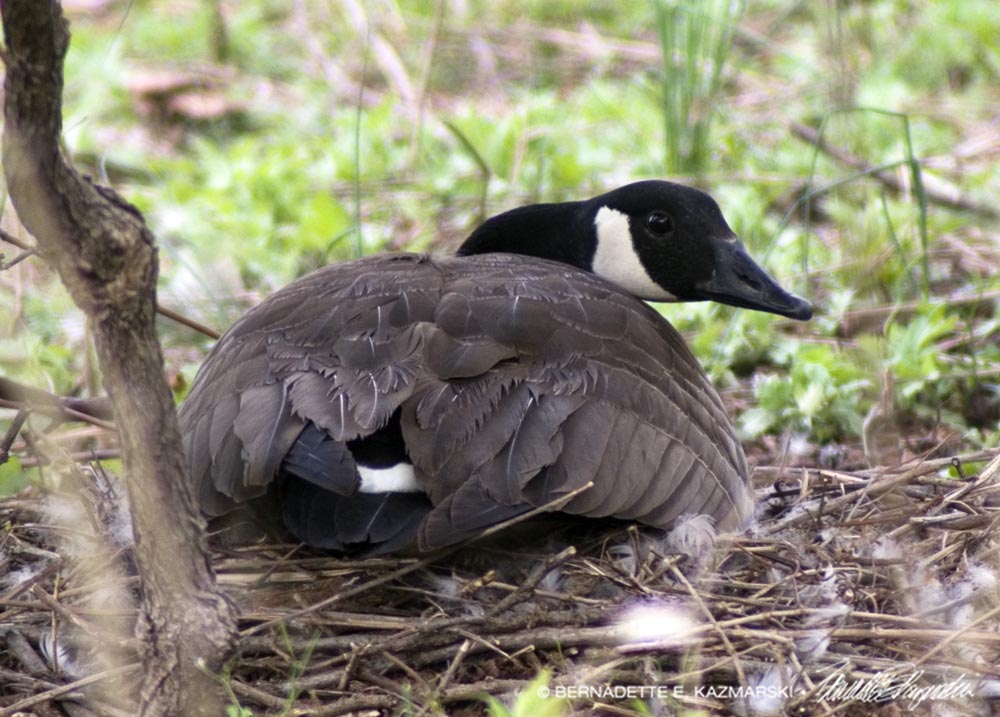 canada goose on nest