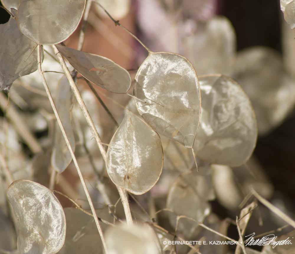 dried lunaria pods
