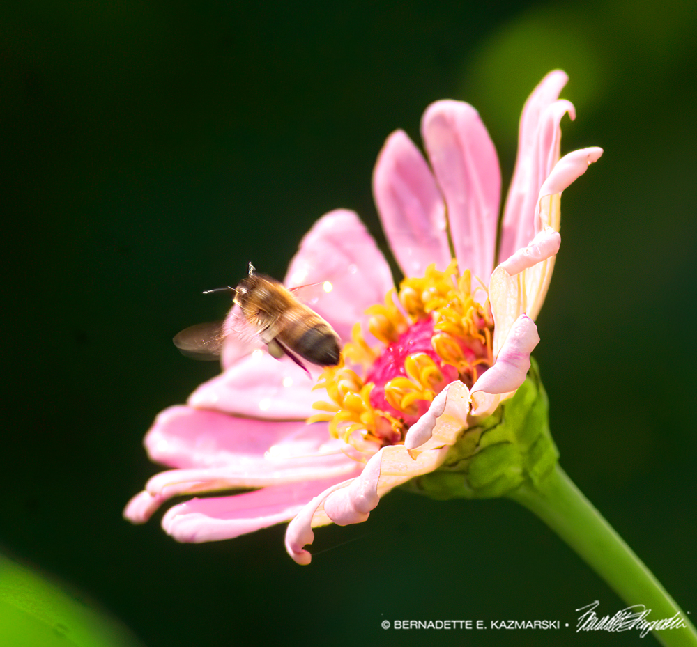 zinnia with bee