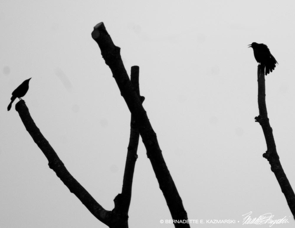 two bird silhouettes in bare tree