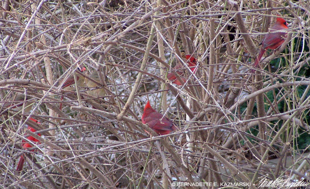 six northern cardinals in bush