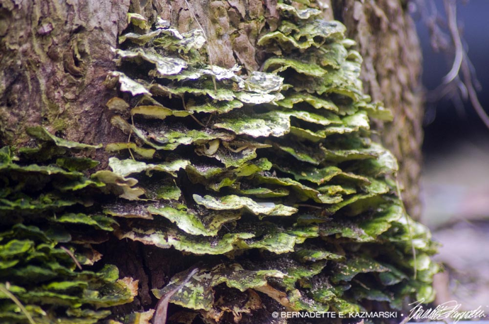 green bracket fungi