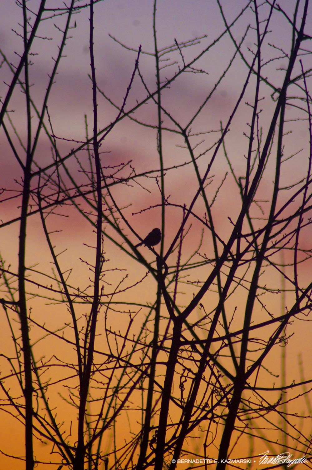 sunrise chickadee silhouette