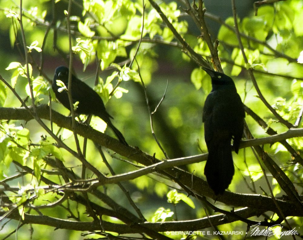 blackbirds in mulberry