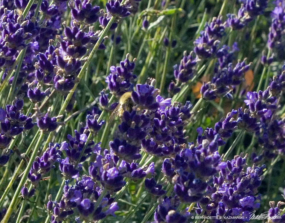 bees in the lavender