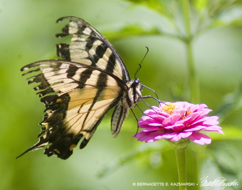 female tiger swallowtail with tattered wings