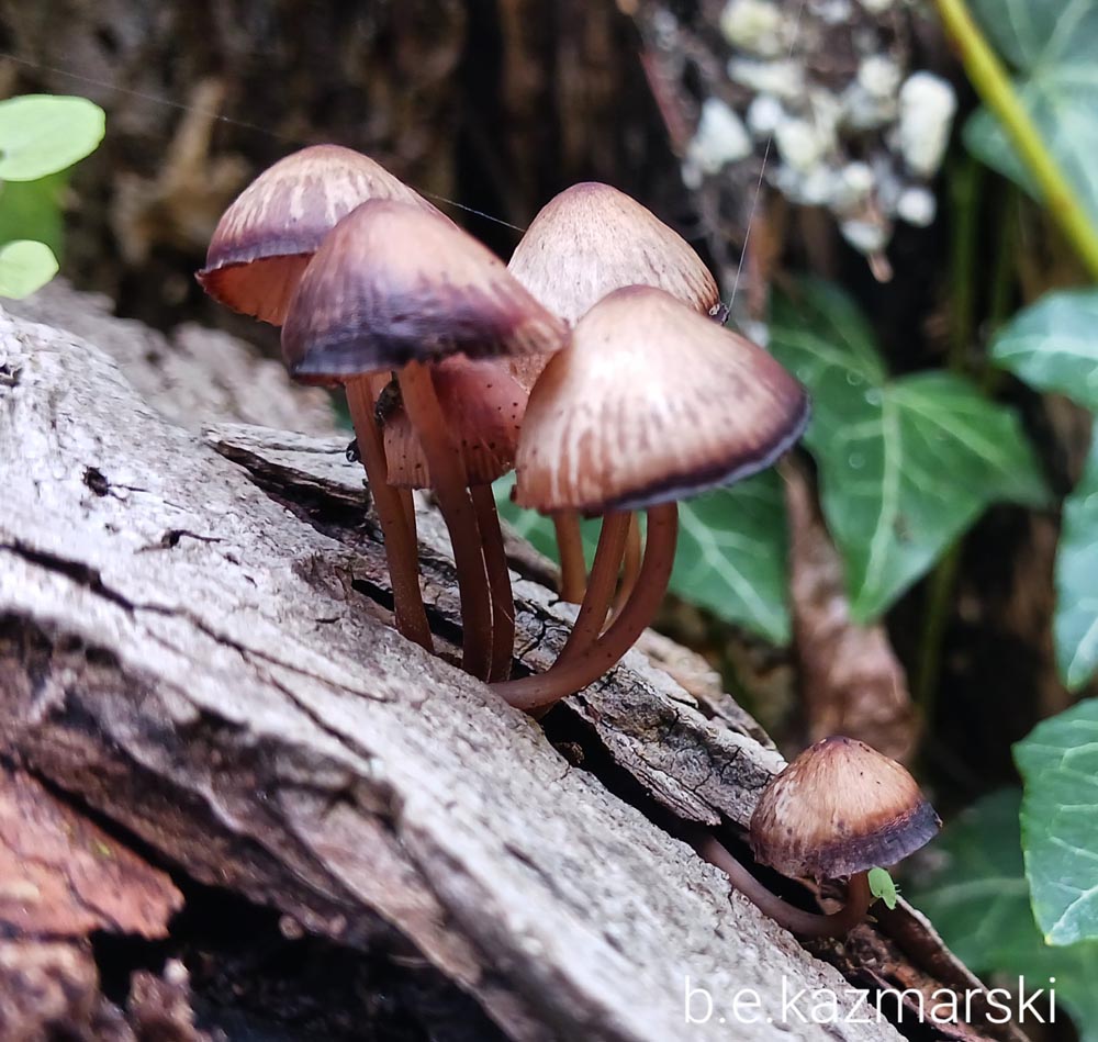 little colony of mushrooms