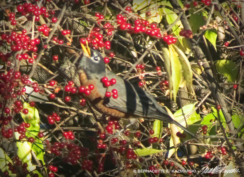 robin eating honeysuckle berries