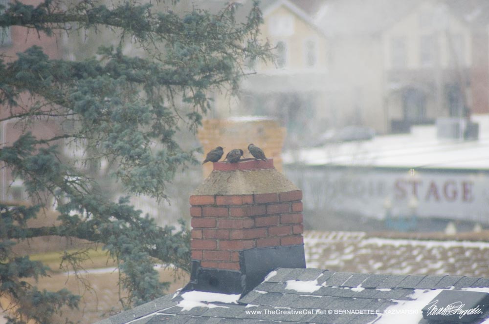 birds on a chimney