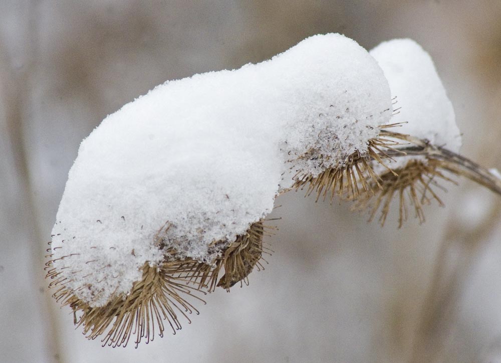 burrs with snow
