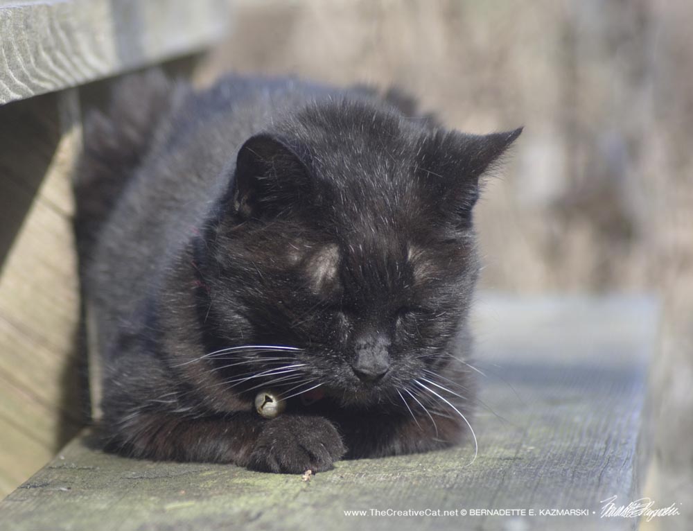 black cat napping on step