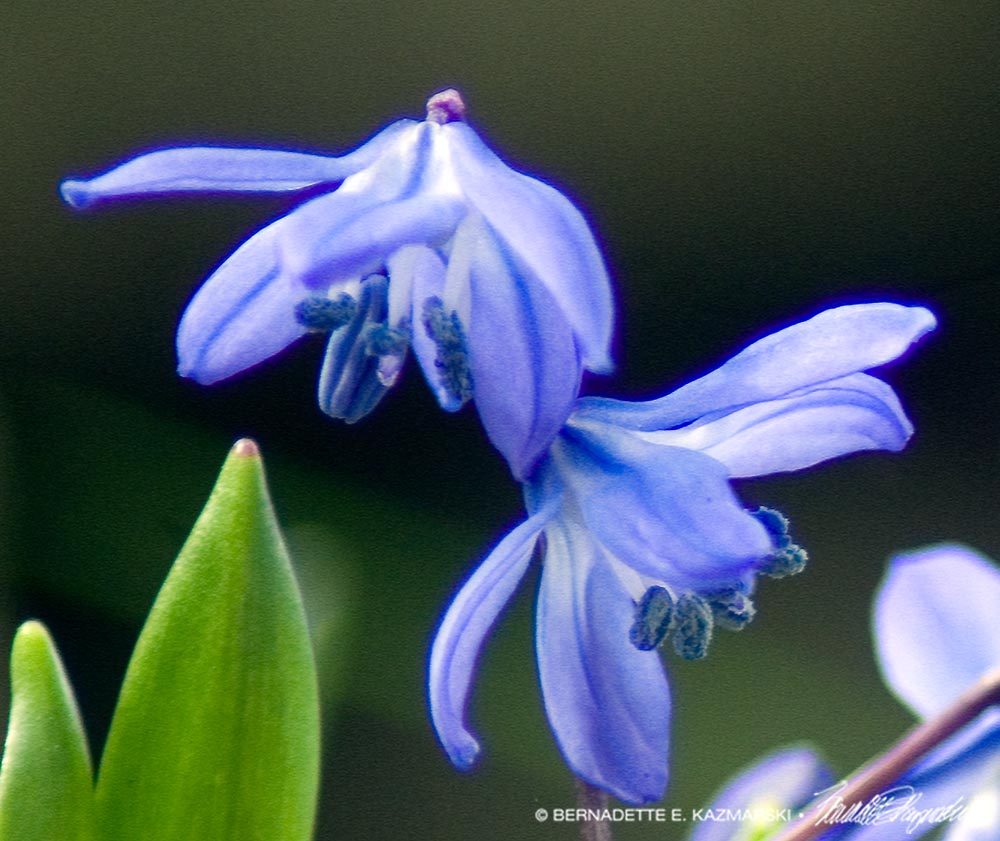 tiny blue squill flowers