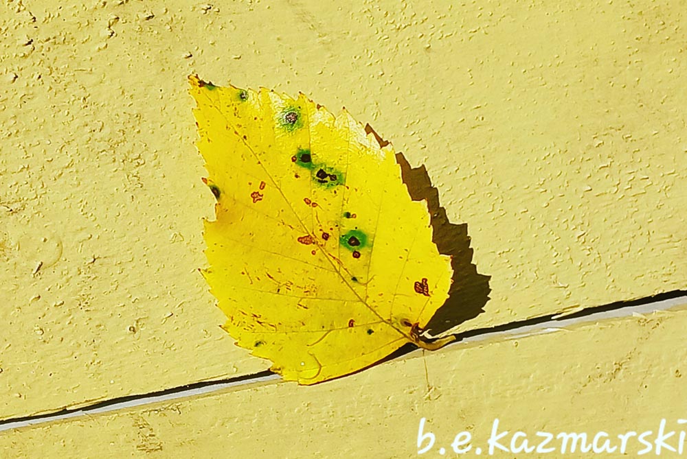 yellow leaf on yellow wood